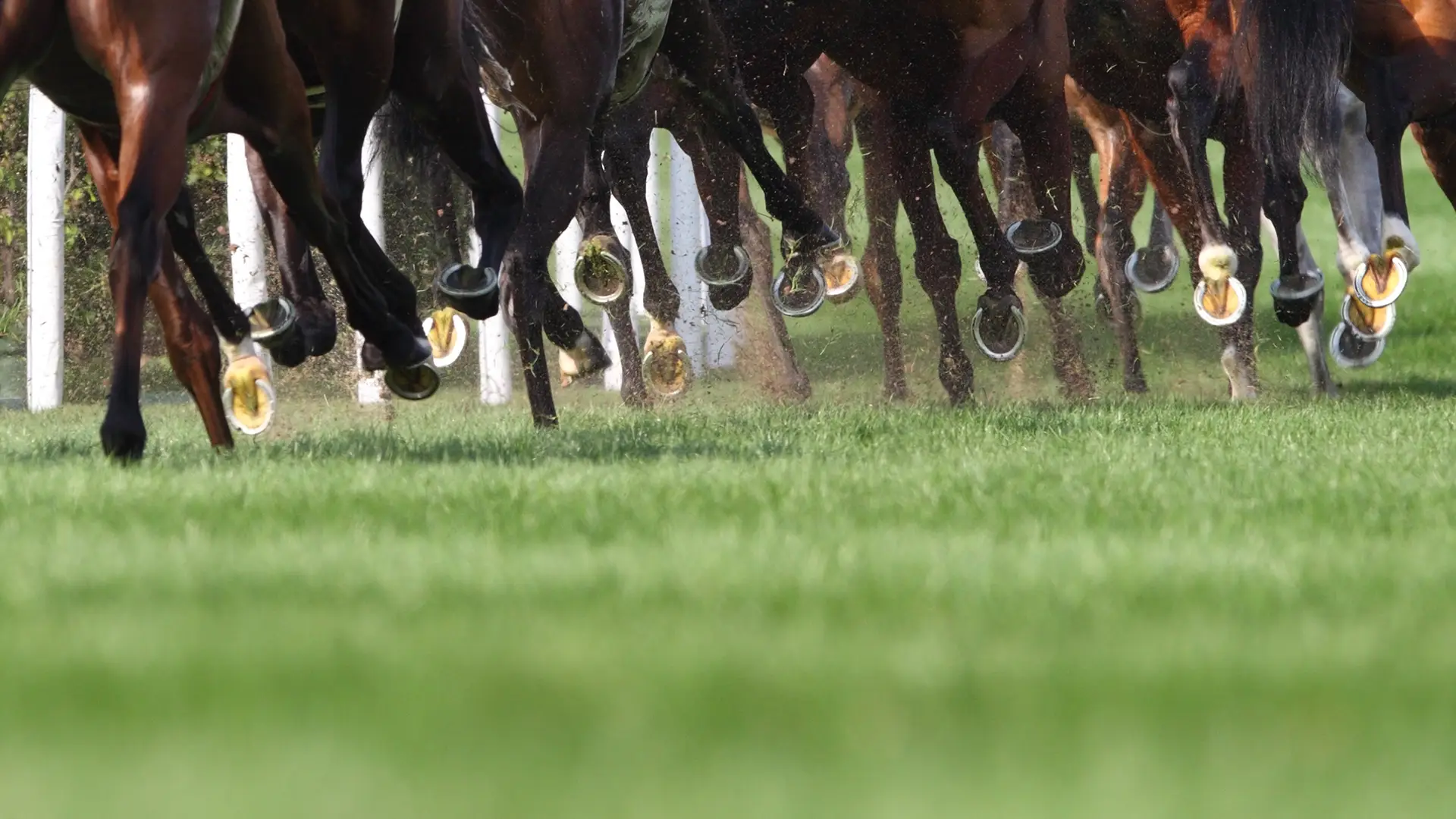 Horses racing at the rack